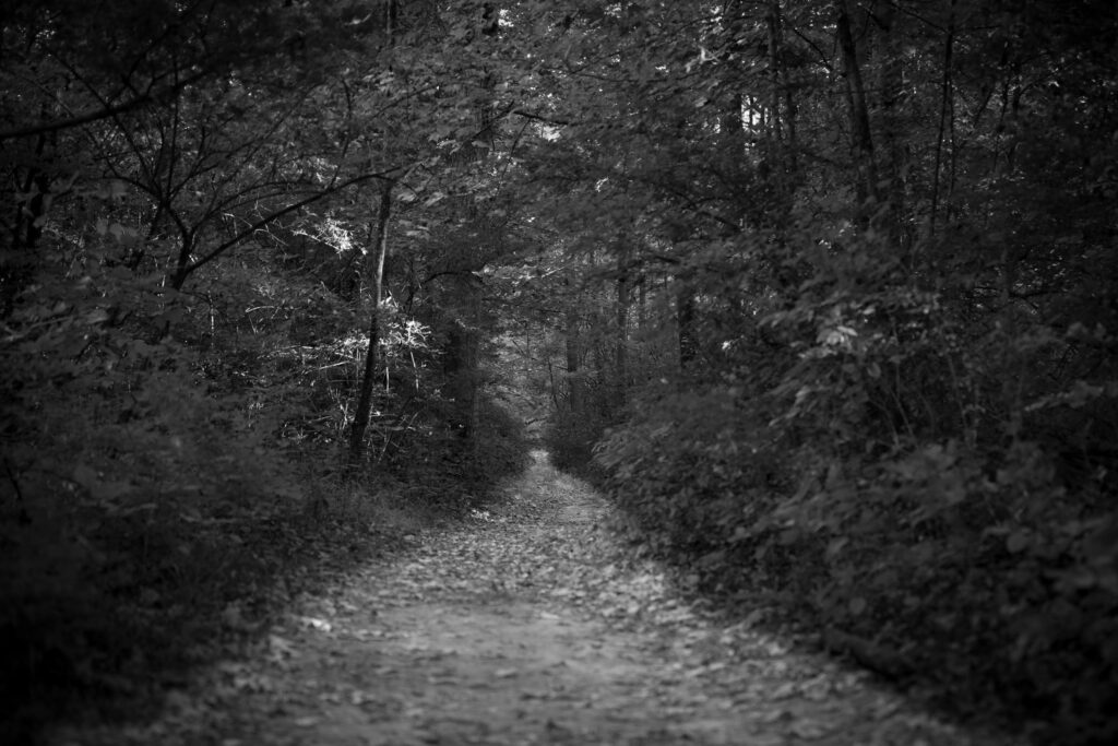 Black and white leaf-covered trail running straight into dense woods
