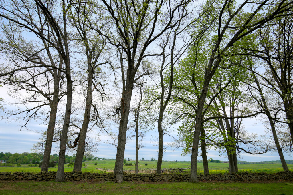 Tall spring trees along a fieldstone wall, with green fields stretching out behind them
