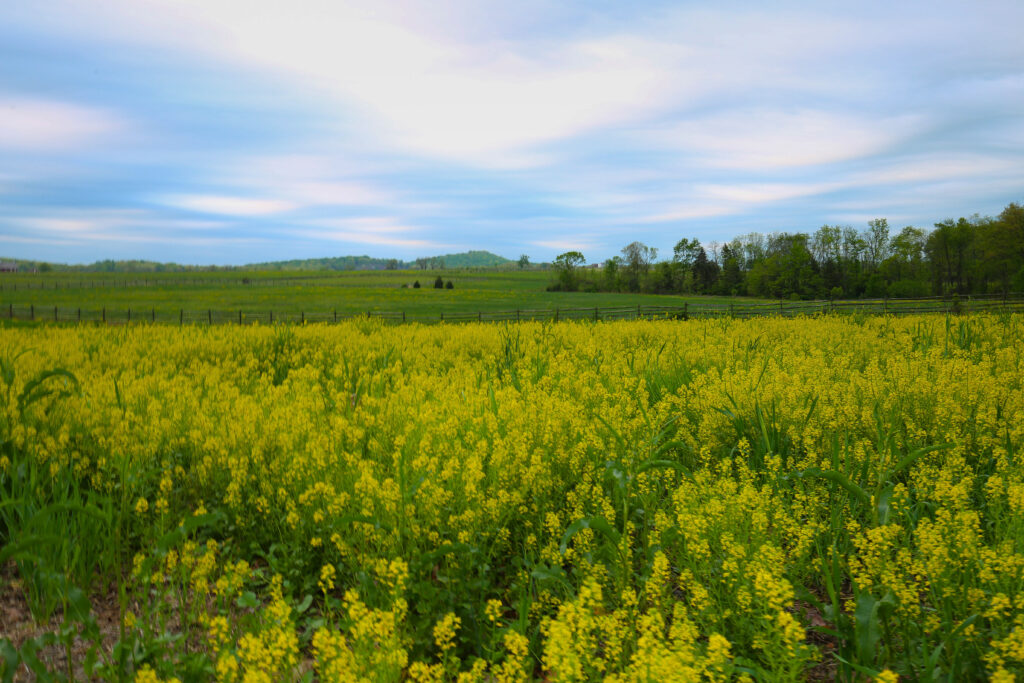 Field covered in yellow wildflowers under streaky blue and white clouds, with a fence line and wooded hills in the distance
