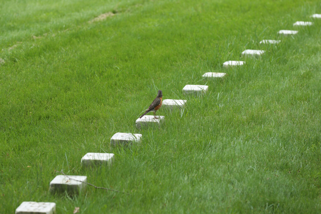 American robin standing in green grass beside a long row of small white grave markers in the National Cemetery