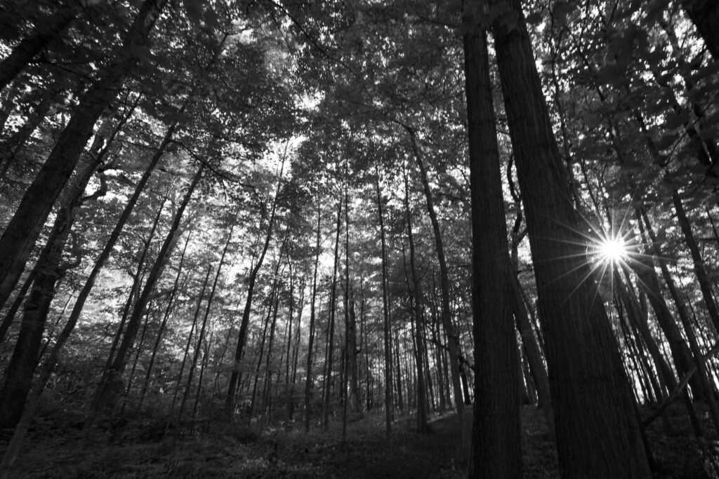 Black and white view looking up through tall straight tree trunks with the sun bursting between them
