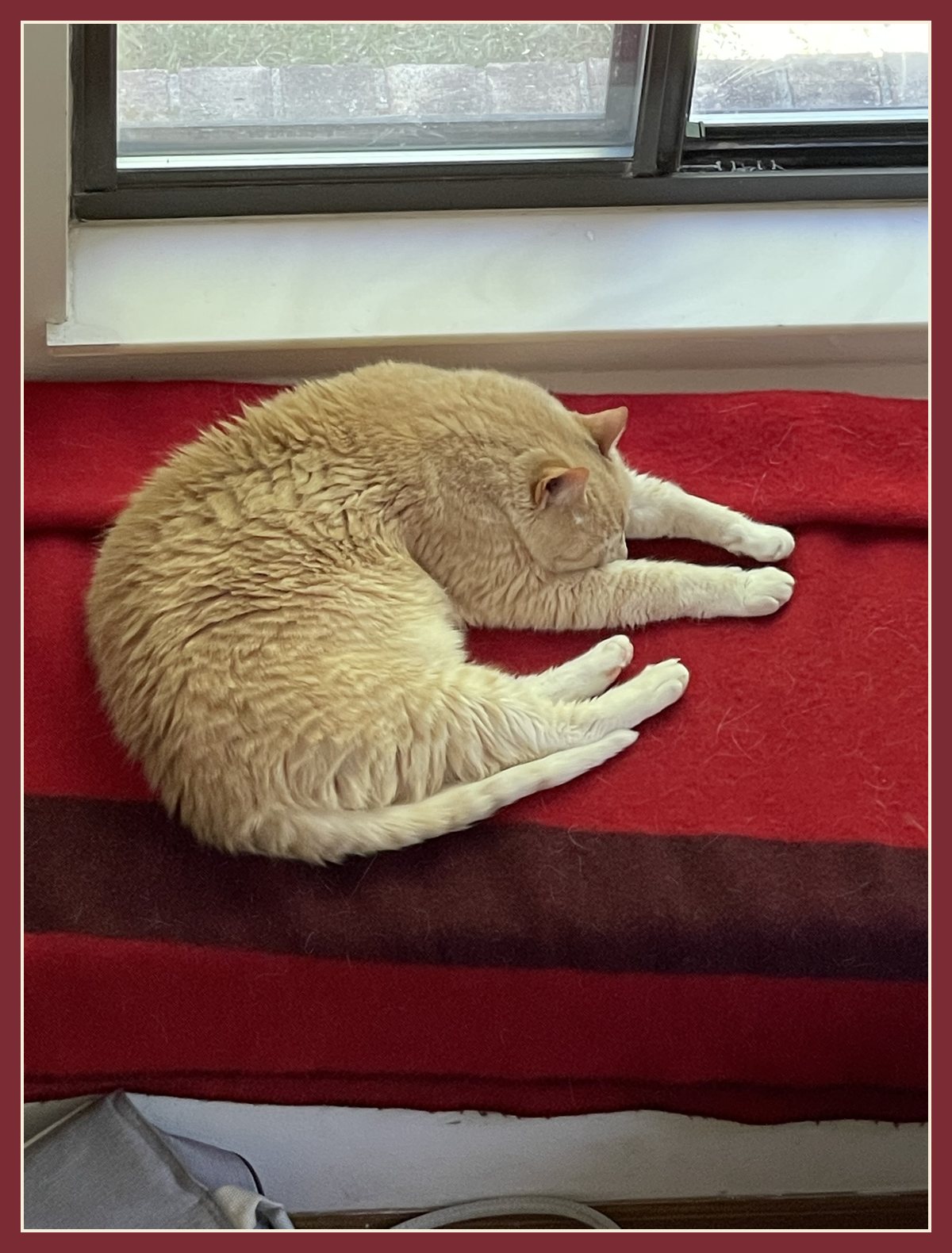 Oliver, an orange cat, asleep on a red blanket by a window.